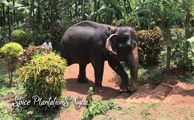 Goa Nature Farm