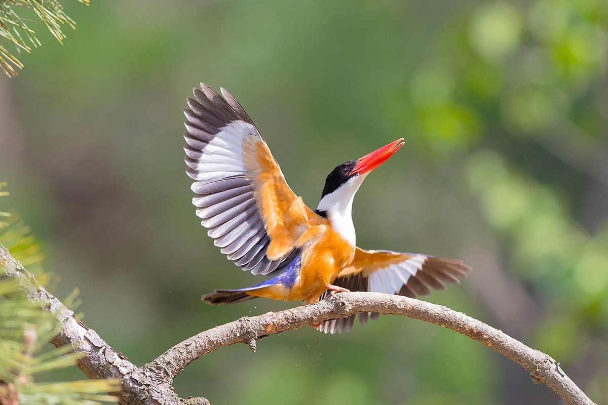 Bird Watching at Spice Plantations