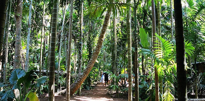 Coconut Trees and Betel Nut Farm