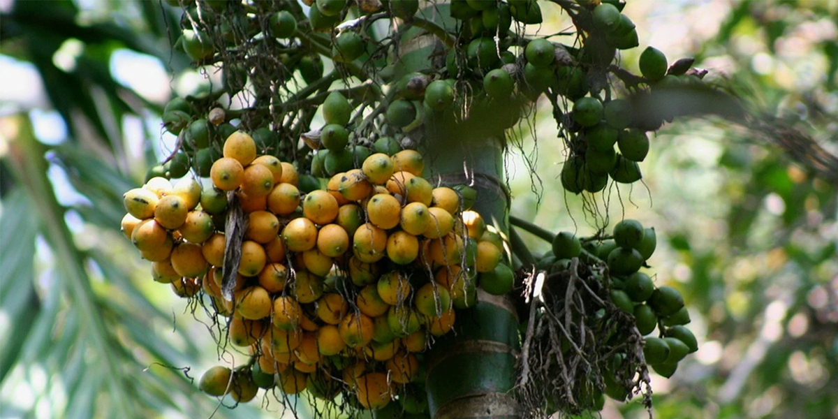 Spice Garden Tour in Goa | Spice Plantations in Goa
